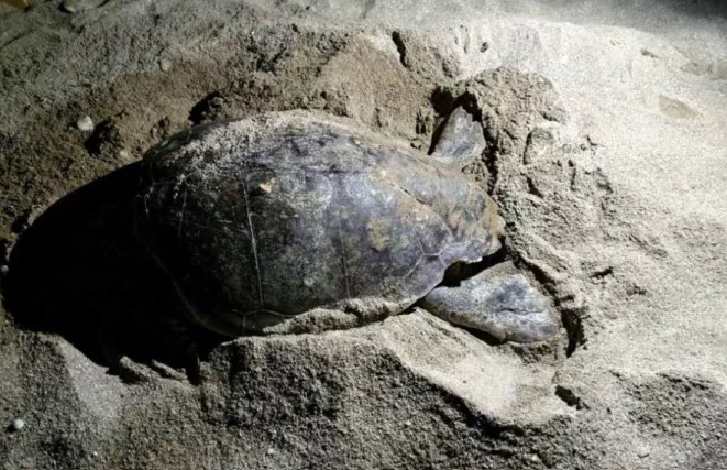 Kρήτη: Θαλάσσια χελώνα προσπαθούσε να βρει χώρο να γεννήσει τα αυγά της αλλά έπεφτε σε ξαπλώστρες