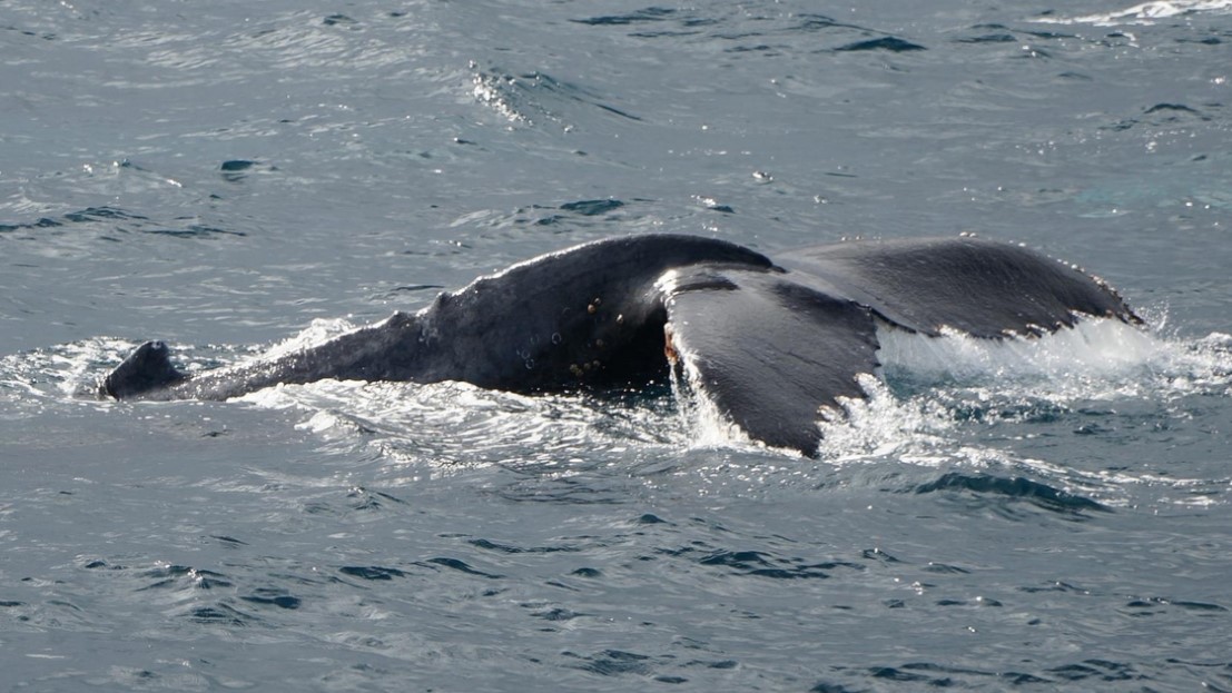 Αργεντινή: Ζευγάρι έκανε sup και σε απόσταση αναπνοής κολυμπούσε μια φάλαινα (Vid)
