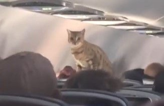 Καβάλησε τους επιβάτες: Γάτα βγήκε από το κλουβί της σε πτήση και σουλάτσαρε στην καμπίνα (Vid)