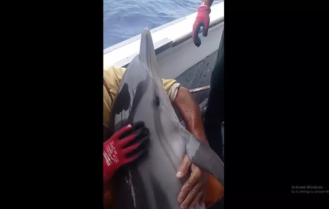 Κάλυμνος: Συγκινητική απελευθέρωση δελφινιού από δίχτυα καΐκιού – «Σαν άνθρωπος καθόταν ήσυχα» (Vid)