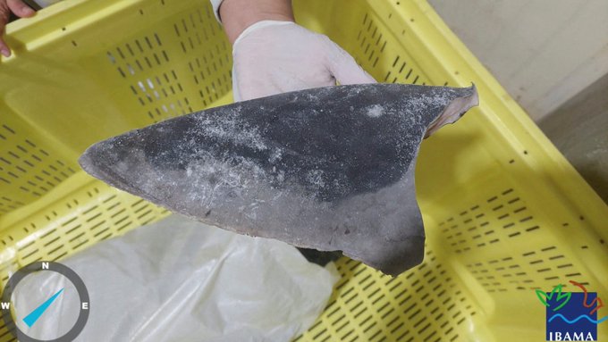 Βραζιλία: Κατασχέθηκε ποσότητα-ρεκόρ πτερυγίων καρχαρία που προορίζονταν για τις αγορές της Ασίας