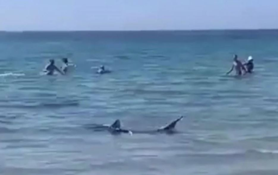 Καρχαρίας βγαίνει στα ρηχά σε παραλία γεμάτη κόσμο και προκαλεί… τρόμο (vid)