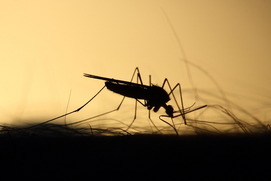 Γιατί τα κουνούπια αποτελούν (ακόμα μία) απειλή για την Ευρώπη