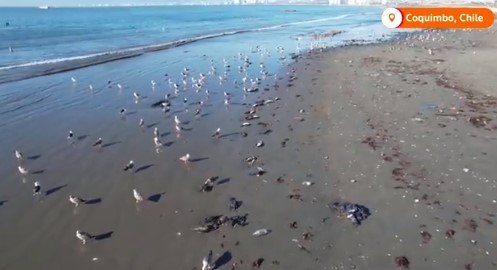 Χιλή: Μυστήριο με χιλιάδες νεκρά θαλασσοπούλια στις ακτές (Vid)
