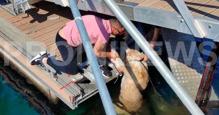 Καβάλα: Στη θάλασσα σκύλος μετά από κλωτσιά που δέχτηκε 