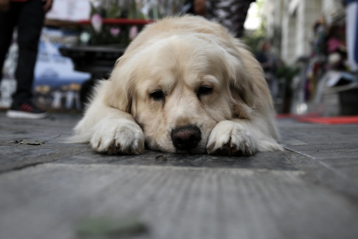 Κακοποίηση ζώων: Πληθαίνουν τα περιστατικά στην Ελλάδα – Άφησε δύο σκυλιά σε ταράτσα χωρίς νερό και φαγητό