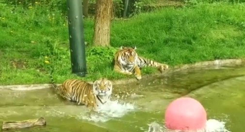 Νεαρές τίγρεις μαθαίνουν κολύμπι για πρώτη φορά (Vid)
