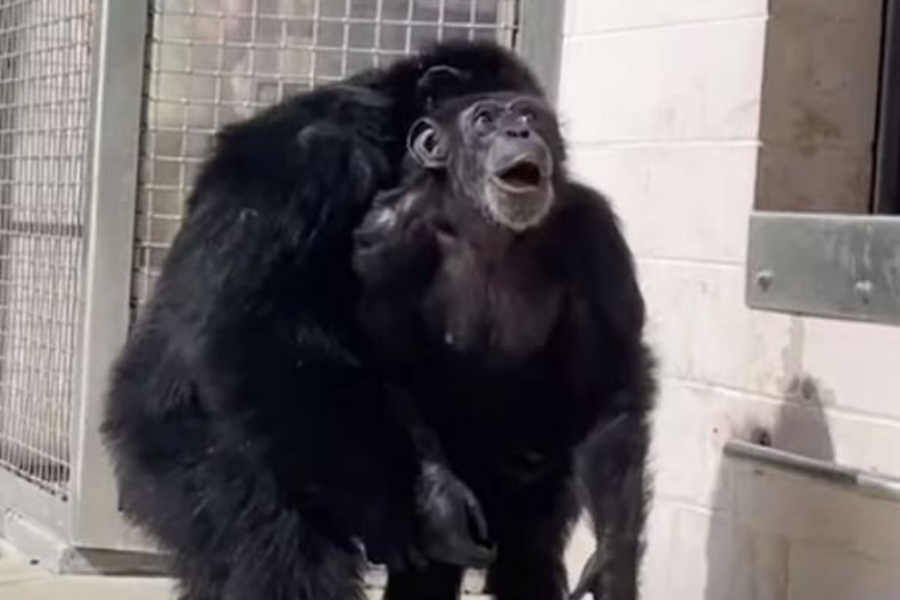 Συγκινητικό βίντεο: Χιμπατζής που ήταν φυλακισμένος όλη του τη ζωή βλέπει πρώτη φορά τον ανοικτό ουρανό