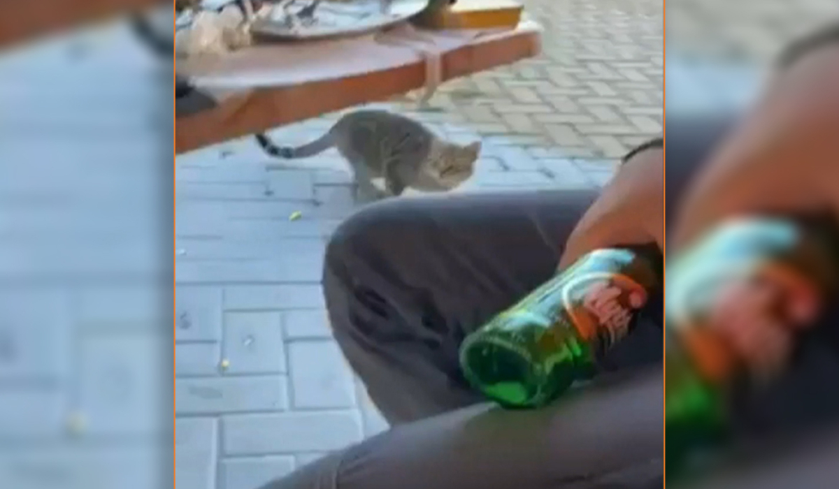 Θάσος – Νέο περιστατικό κακοποίησης ζώου: Δελεάζει γάτα με μεζέ και τη χτυπά στο κεφάλι με μπουκάλι (vid)