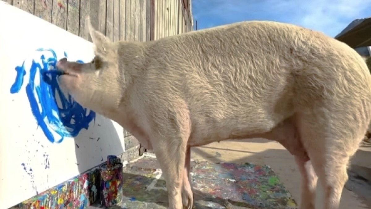 Pigcasso: Το γουρούνι που δημιουργεί έργα Τέχνης και κέρδισε ένα εκατομμύριο