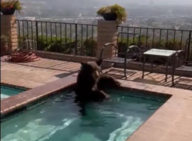 Καλιφόρνια: Αρκούδα βούτηξε στο τζακούζι για να δροσιστεί εν μέσω του καύσωνα  (Vid)