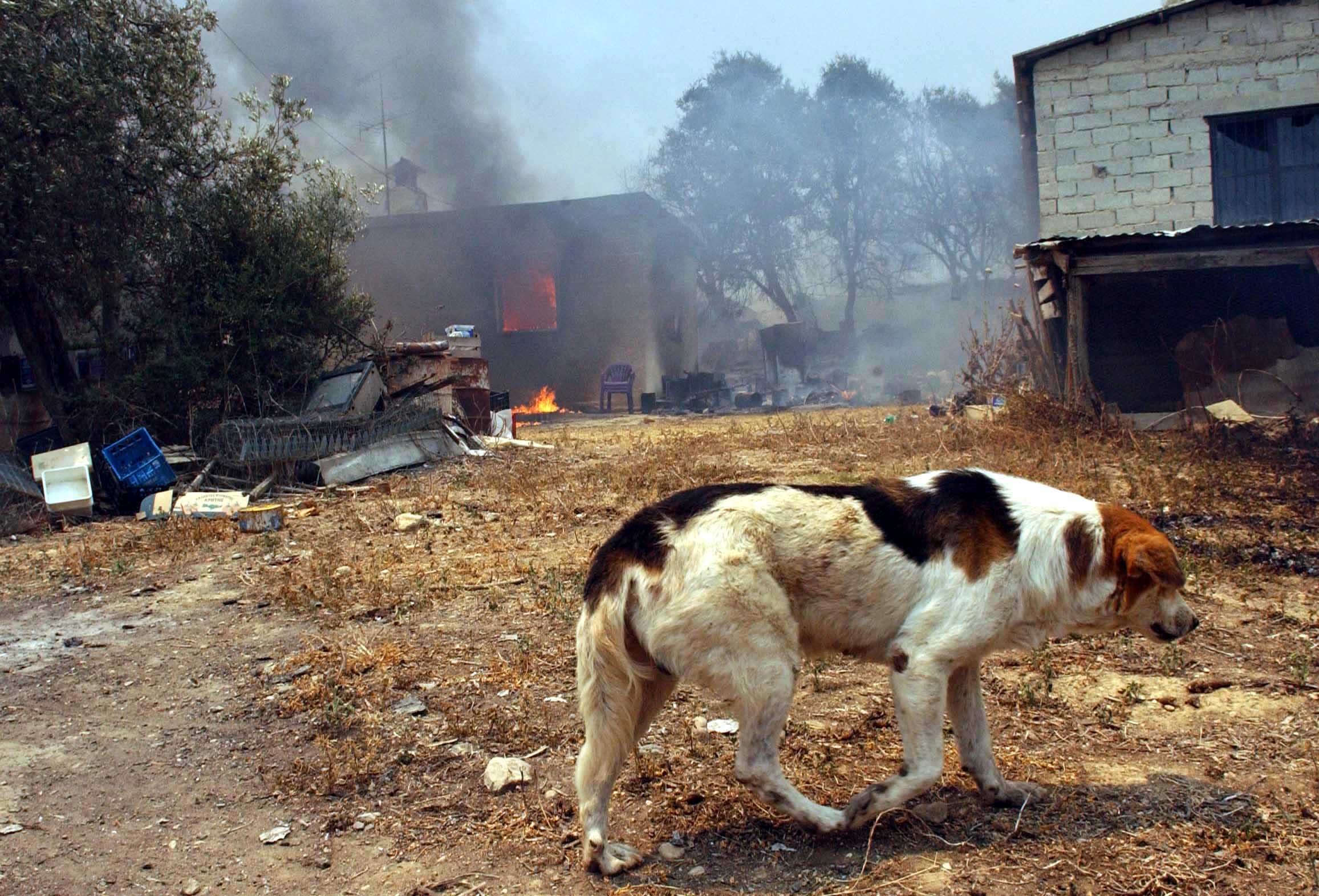 Φωτιά στη Ρόδο: Αστυνομικοί σώζουν σκυλιά κλειδωμένα σε κλουβιά (vid)
