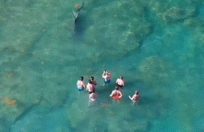 Φλόριντα: Ομάδα κολυμβητών έμεινε ακίνητη… και ο καρχαρίας πέρασε από δίπλα τους (Vid)