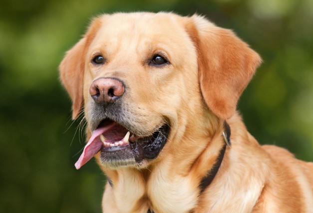 Πτολεμαΐδα: Σκύλος μύρισε δόλωμα με υδροκυάνιο και πέθανε