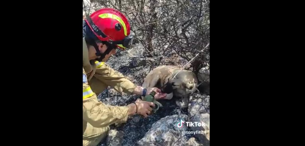 Δερβενοχώρια: Συγκινητικό βίντεο – Σκυλάκια πίνουν νερό από τα χέρια πυροσβέστη