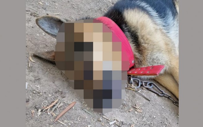 Αποτροπιασμός στις Σέρρες: Δεύτερη φορά σκοτώνουν με φόλα σκύλο του δημάρχου Σιντικής μέσα στην αυλή του