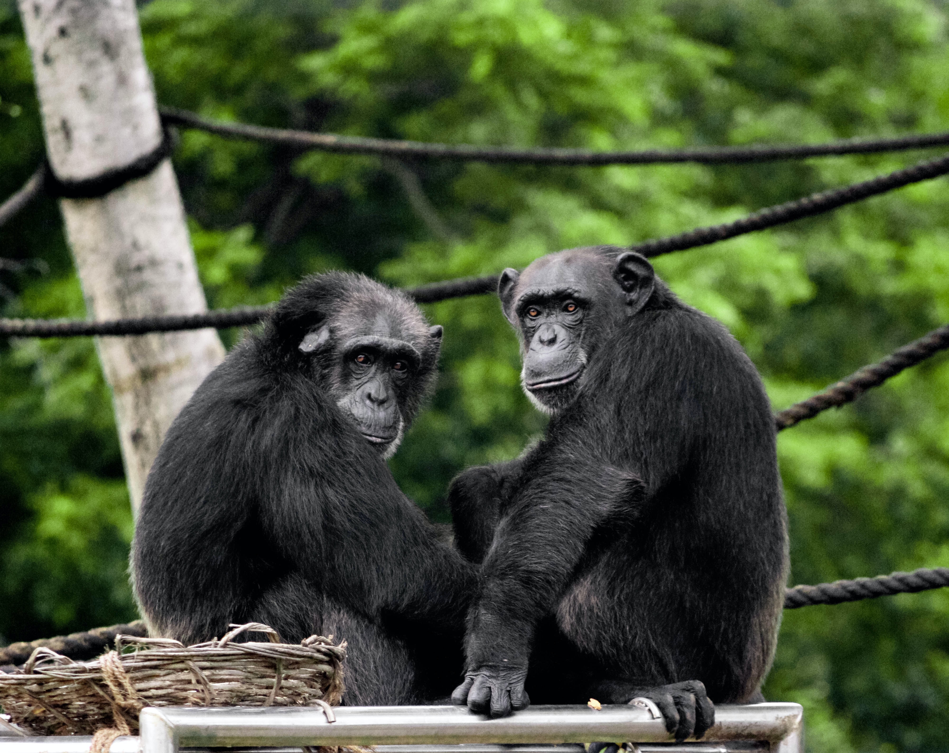 Κολομβία: Αστυνομικοί σκότωσαν δύο χιμπατζήδες που δραπέτευσαν από ζωολογικό κήπο