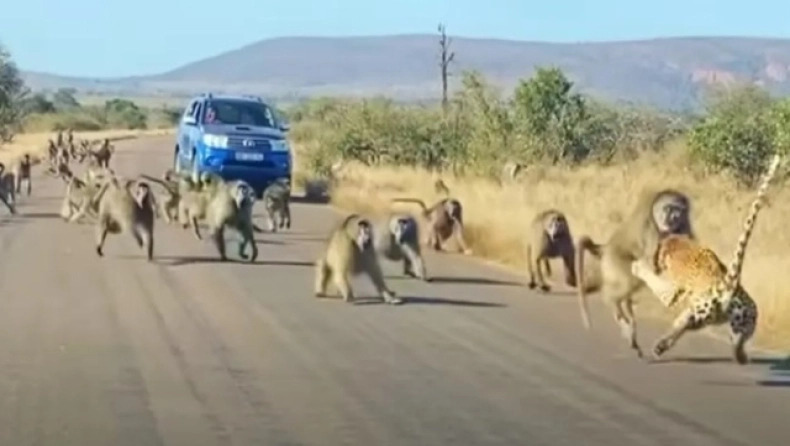 Αφρική: Λεοπάρδαλη δέχτηκε επίθεση από 50 μπαμπουίνους και βγήκε αλώβητη (vid)