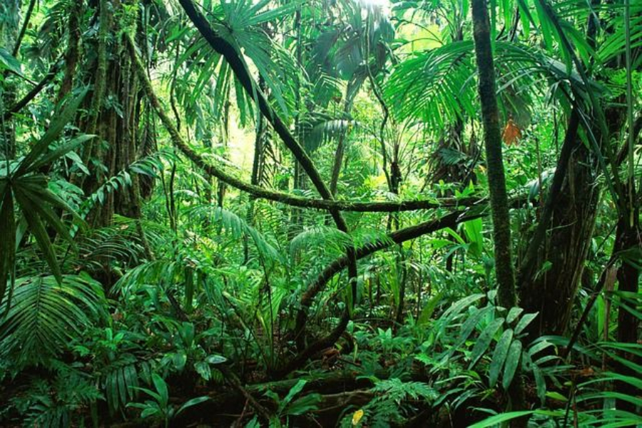 Ο Αμαζόνιος «αναπνέει» ξανά – Μια σημαντική περιβαλλοντική εξέλιξη