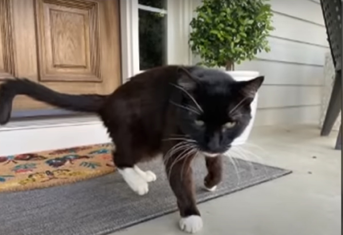 Κάνσας: Βρήκε τον γάτο της 10 χρόνια μετά – Εντοπίστηκε σχεδόν 2.000 χιλιόμετρα μακριά