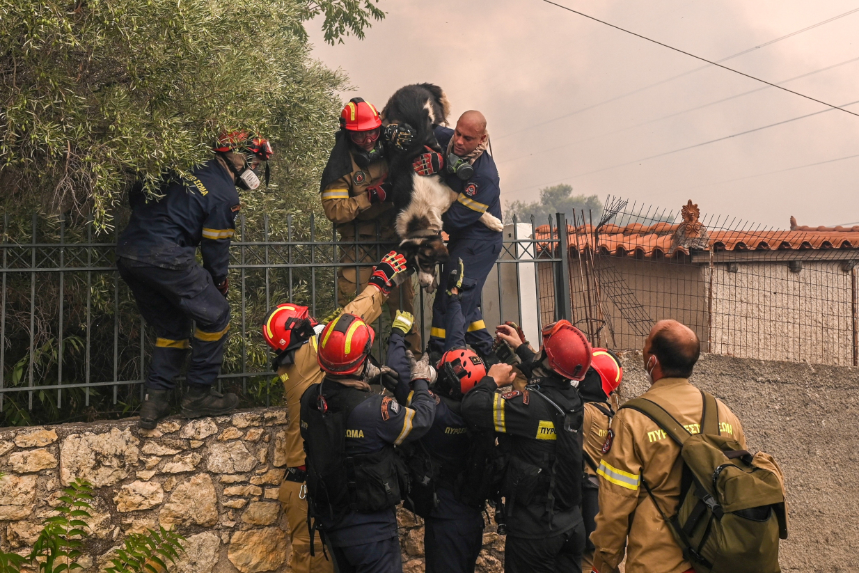 Φωτιά στη Φυλή: Οι διασώστες ρισκάρουν τη ζωή τους για να σώσουν ζώα - Τρομερές εικόνες φωτιά στη Φυλή διάσωση