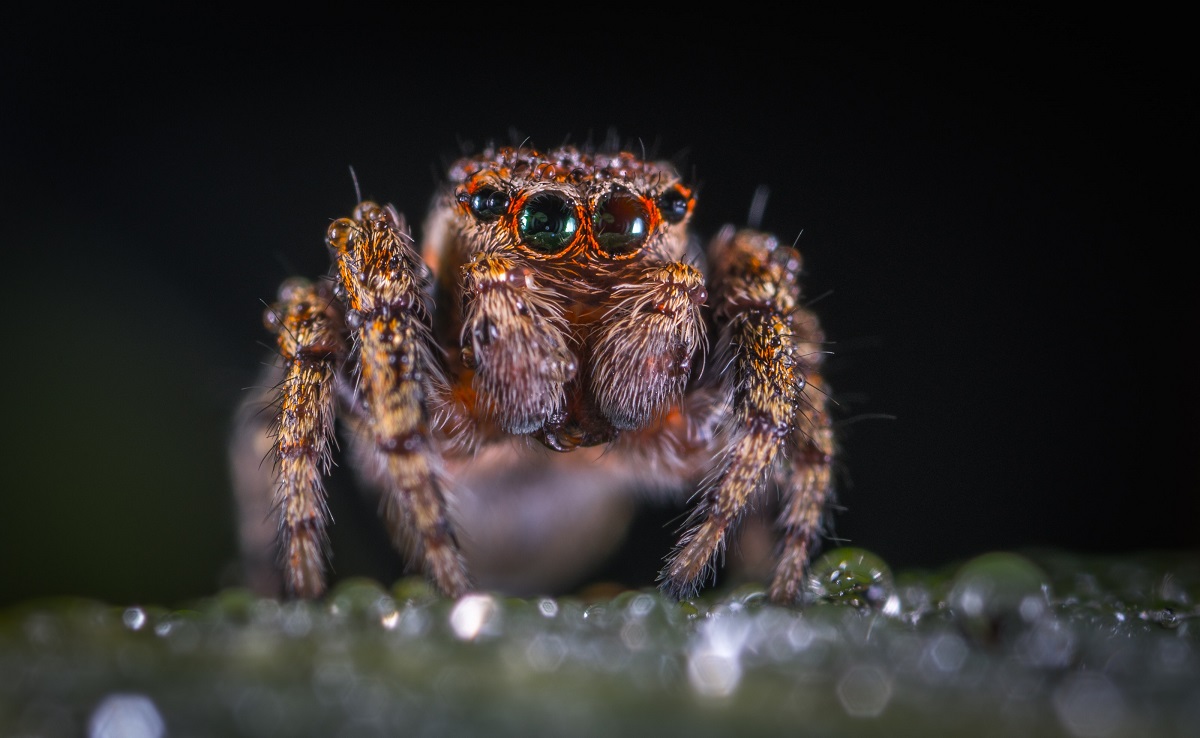 Αυστρία: Η «Βραζιλιάνα» αράχνη σφράγισε σουπερμάρκετ – Το τσίμπημά της προκαλεί επώδυνη στύση