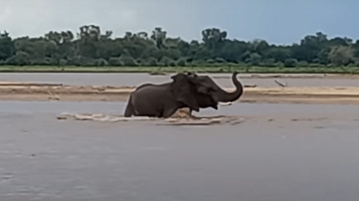 Συγκλονιστικό βίντεο: Πώς γλίτωσε ελέφαντας από πεινασμένο κροκόδειλο μέσα σε ποτάμι