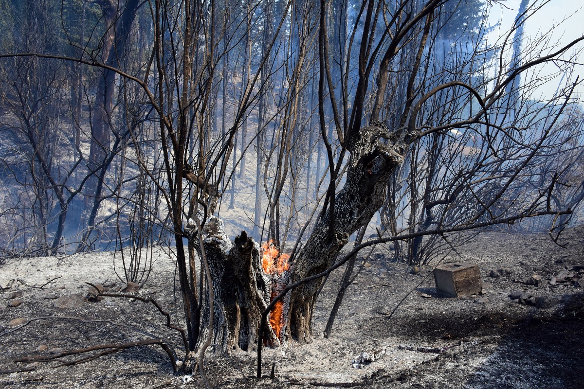 Χαλκίδα: Στο φως βίντεο-ντοκουμέντο με τις κινήσεις 52χρονου εμπρηστή που φέρεται να βάζει φωτιά