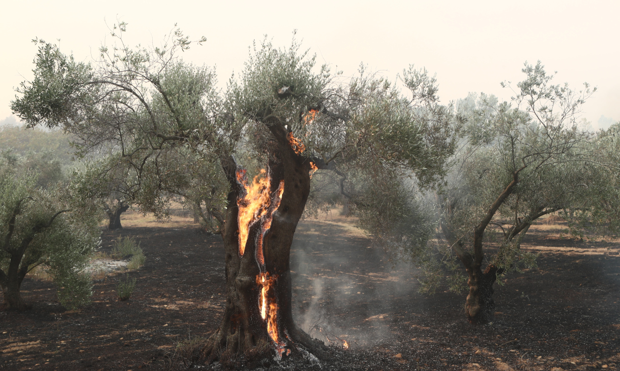 Φωτιά: Απελπιστική κατάσταση στην Αλεξανδρούπολη – Καλύτερα τα πράγματα σε Καβάλα, Ροδόπη, Εύβοια