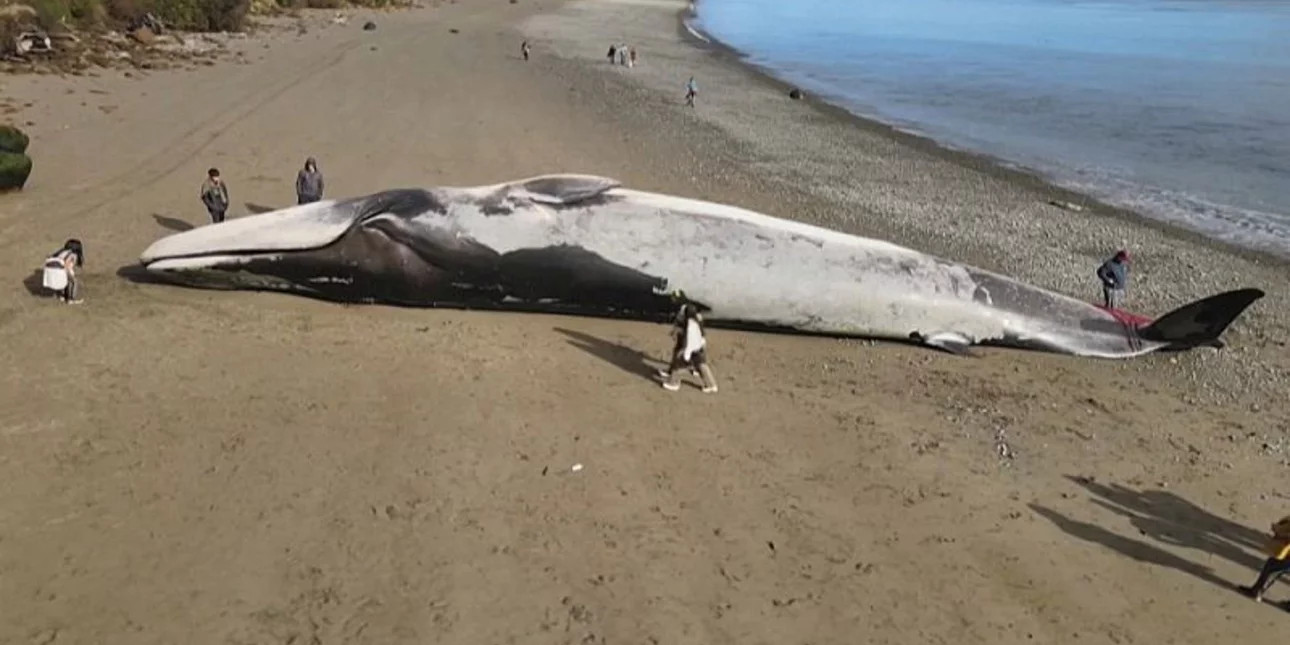 Περού: Τεράστια φάλαινα ξεβράστηκε στην ακτή (vid)