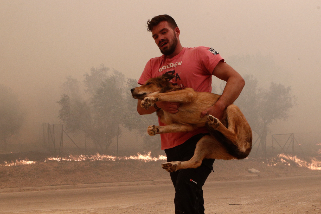 Φωτιά στη Φυλή: Οι διασώστες ρισκάρουν τη ζωή τους για να σώσουν ζώα – Τρομερές εικόνες