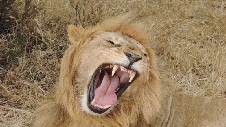 Αφρική: Άνδρας κατακρεουργήθηκε από λιοντάρι ενώ βγήκε για νυχτερινό περίπατο