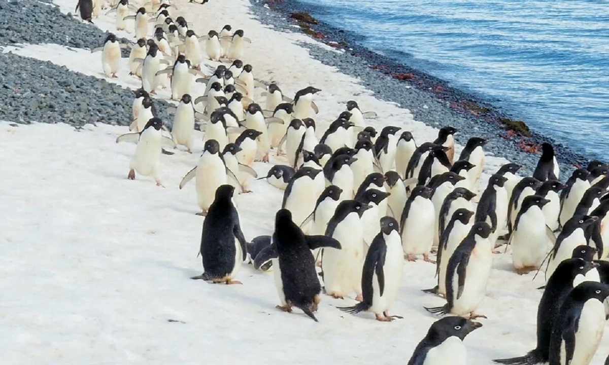 Έρευνα: Οι πιγκουίνοι κοιμούνται περισσότερες από 10.000 φορές τη μέρα