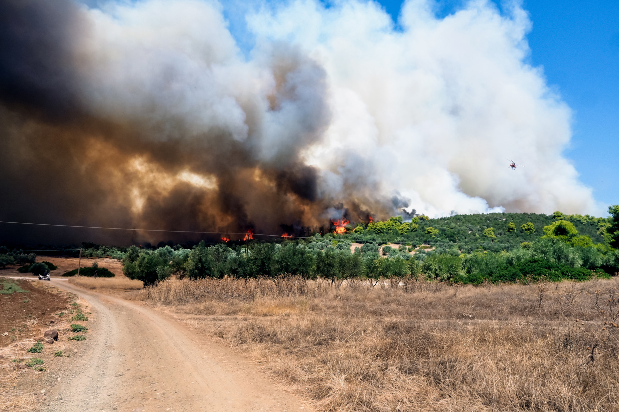 Μεγάλη μάχη στο μέτωπο των Ψαχνών: Γέμισε καπνούς η Χαλκίδα – Πάλευει η Πυροσβεστική να μη φτάσει το δάσος η φωτιά