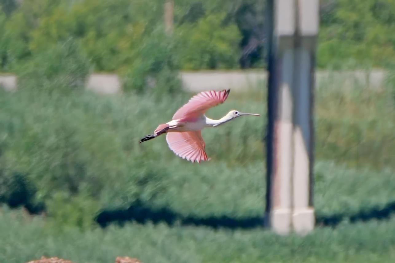 Ουισκόνσιν: Σπάνιο ροζ πουλί εντοπίστηκε για πρώτη φορά εδώ και 178 χρόνια