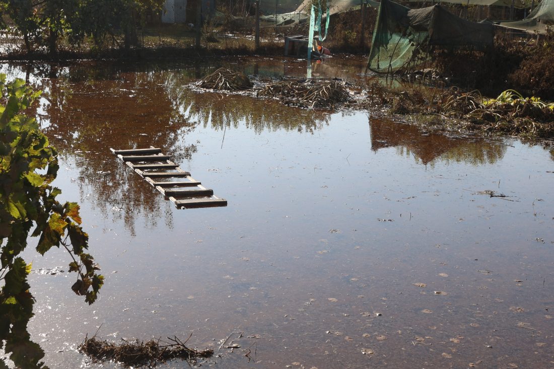 Θεσσαλία: Σήμα κινδύνου λόγω μολύνσεων από τα νεκρά ζώα που παρέσυραν οι πλημμύρες – Συστάσεις για τη χρήση του νερού που φτάνει στα νοικοκυριά