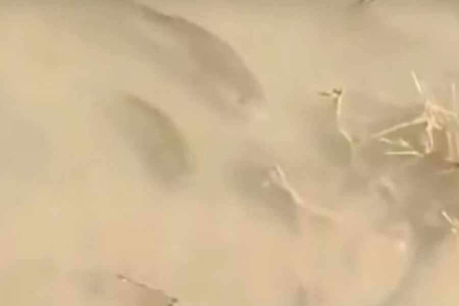 Ποταμοκέφαλοι και πελασγοί μέσα στη Λάρισα – Βίντεο στο TikTok με δεκάδες ψάρια κολυμπούν στα πεζοδρόμια της Γιάννουλης