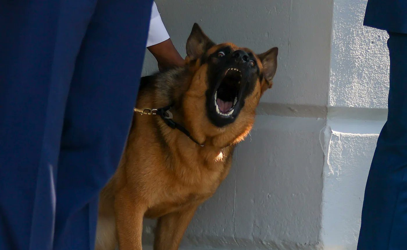Λευκός Οίκος: Ο σκύλος του Μπάιντεν έστειλε ξανά στο νοσοκομείο μέλος των Μυστικών Υπηρεσιών
