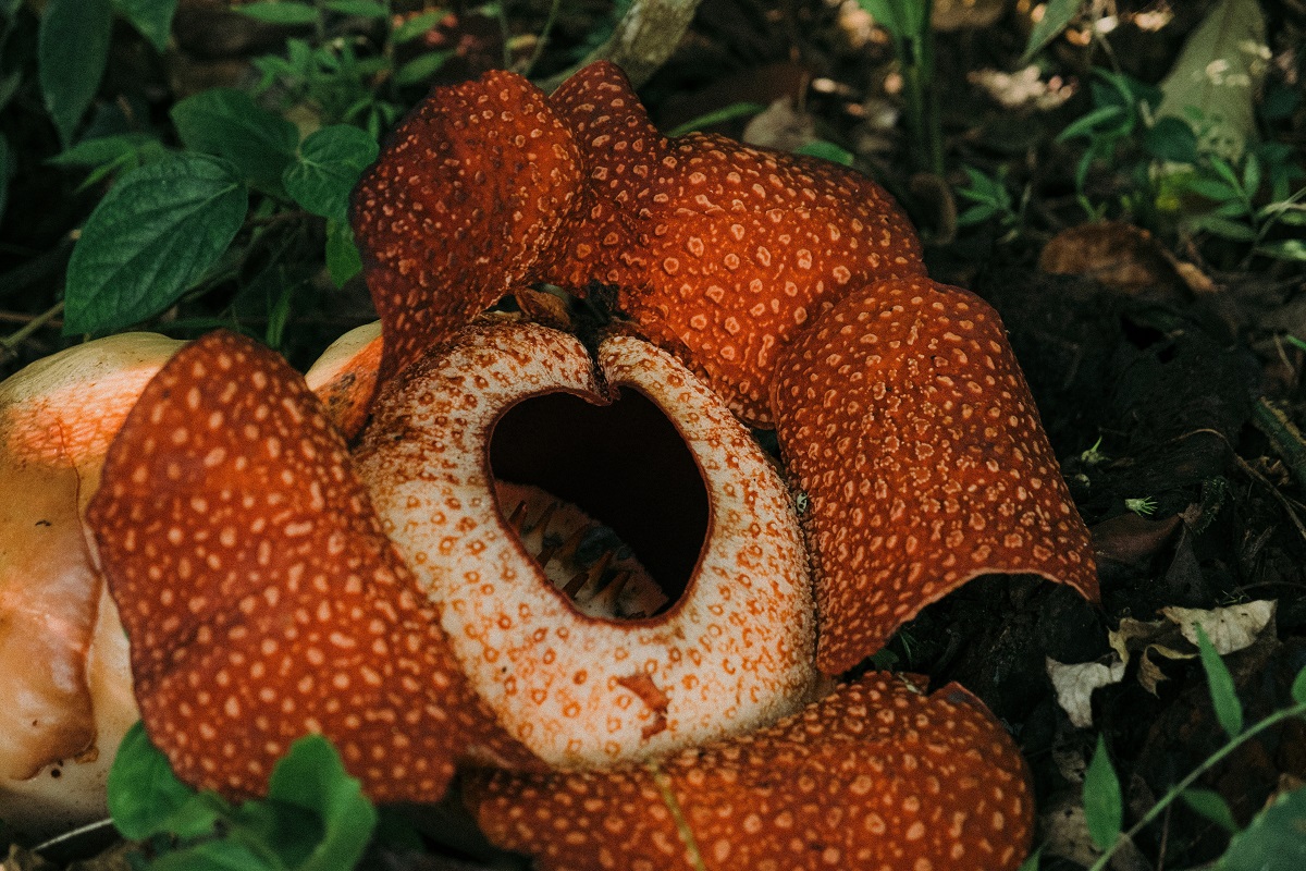 Rafflesia: Το λουλούδι με την αποκρουστική μυρωδιά κινδυνεύει να εξαφανιστεί
