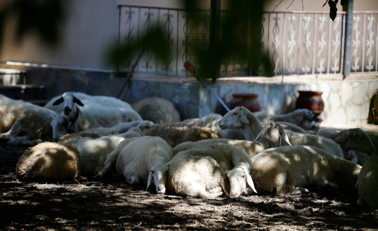 Θεσσαλία: Οι Ένοπλες Δυνάμεις αναλαμβάνουν ενεργό ρόλο στην περισυλλογή νεκρών ζώων