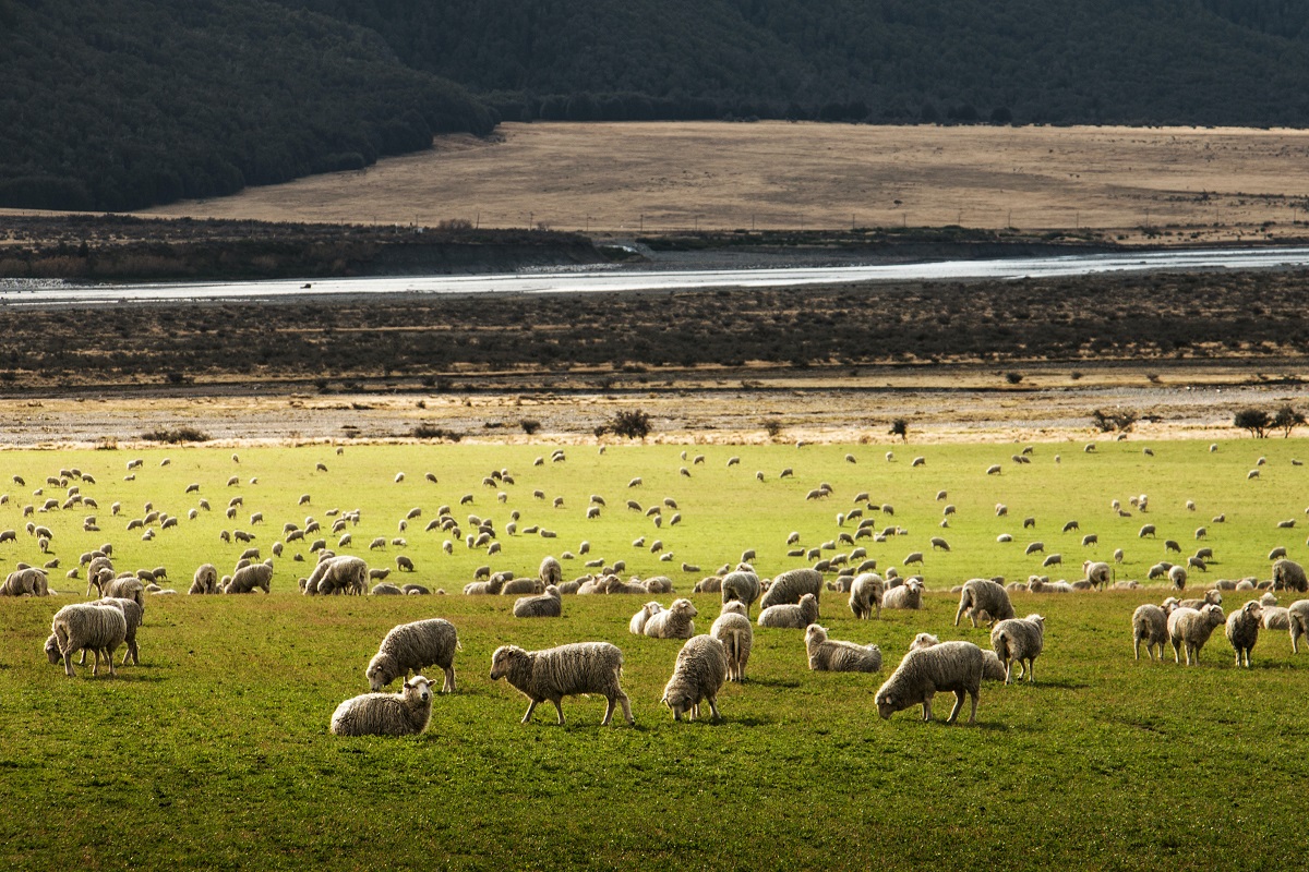 Βόλος: «Τα πρόβατα έφαγαν 300 κιλά κάνναβη και πηδούσαν πιο ψηλά από τα κατσίκια» – Οι αποκαλύψεις του ιδιοκτήτη της καλλιέργειας