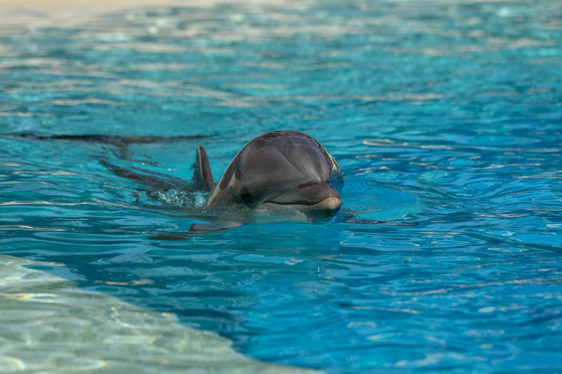 Αττικό Ζωολογικό Πάρκο: Καταδίκη για τις παραστάσεις με δελφίνια