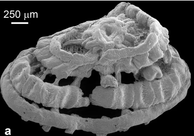 Παράξενο πλάσμα ηλικίας 535 εκατομμυρίων ετών ερευνούν οι επιστήμονες
