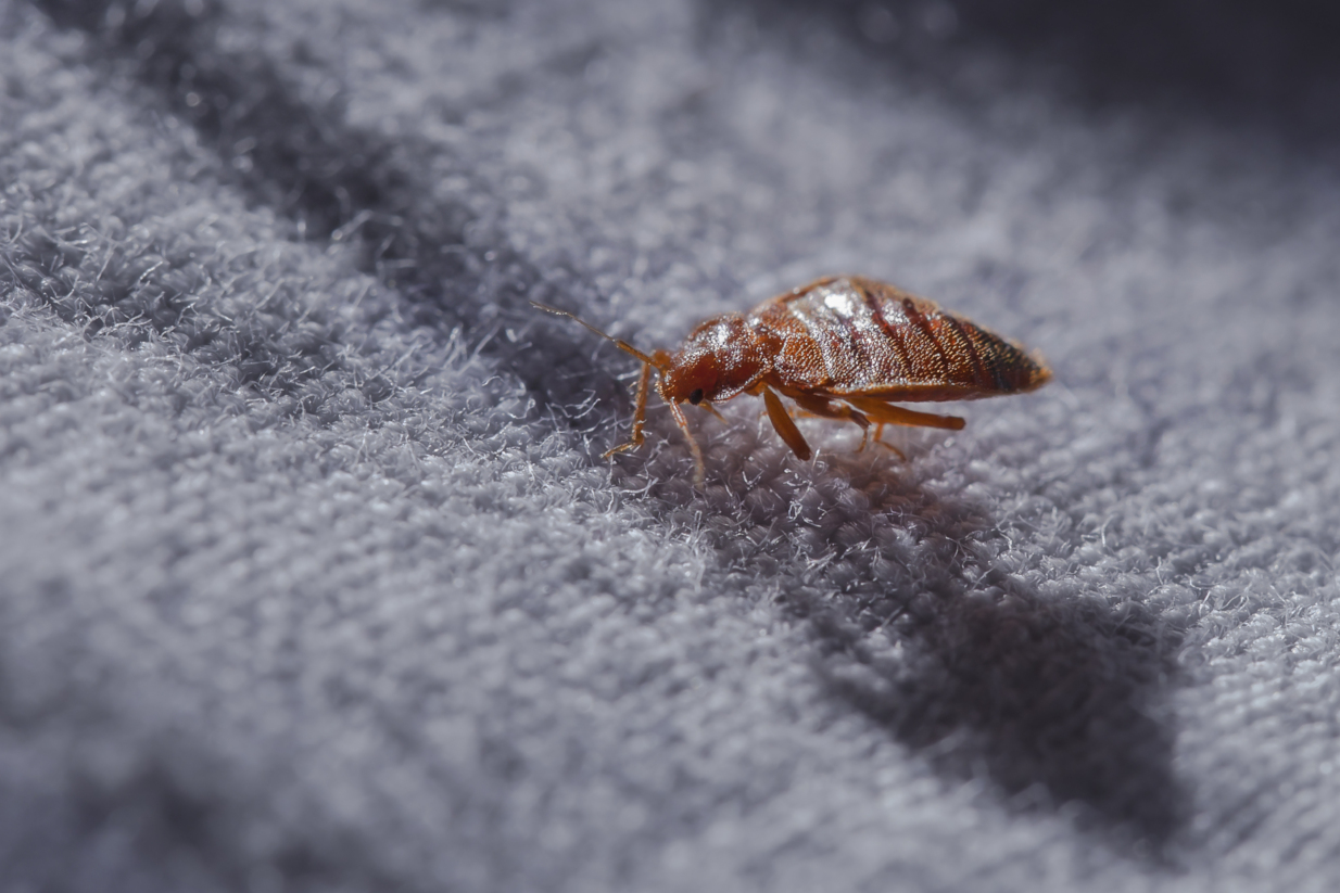 Κοριοί: Γιατί δεν εξολοθρεύονται με τα συνήθη εντομοκτόνα; – Έρευνα απαντά