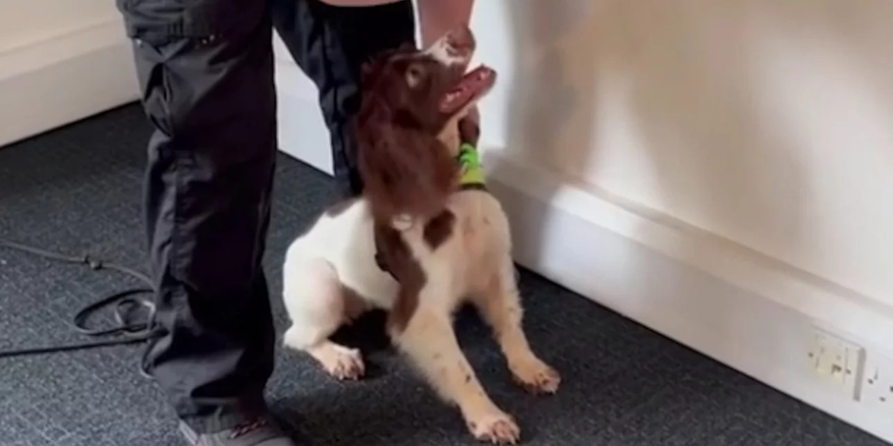 Βρετανία: Σκύλοι-επιθεωρητές για κοριούς – Τσεκάρουν έως 100 δωμάτια την ώρα