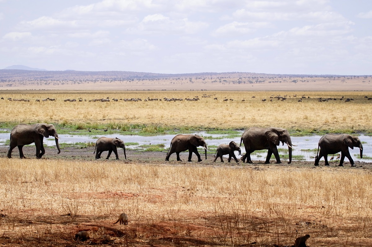 Ζιμπάμπουε: Το μυστήριο με τους μαζικούς θανάτους ελεφάντων λύθηκε – Ποια ήταν η αιτία;