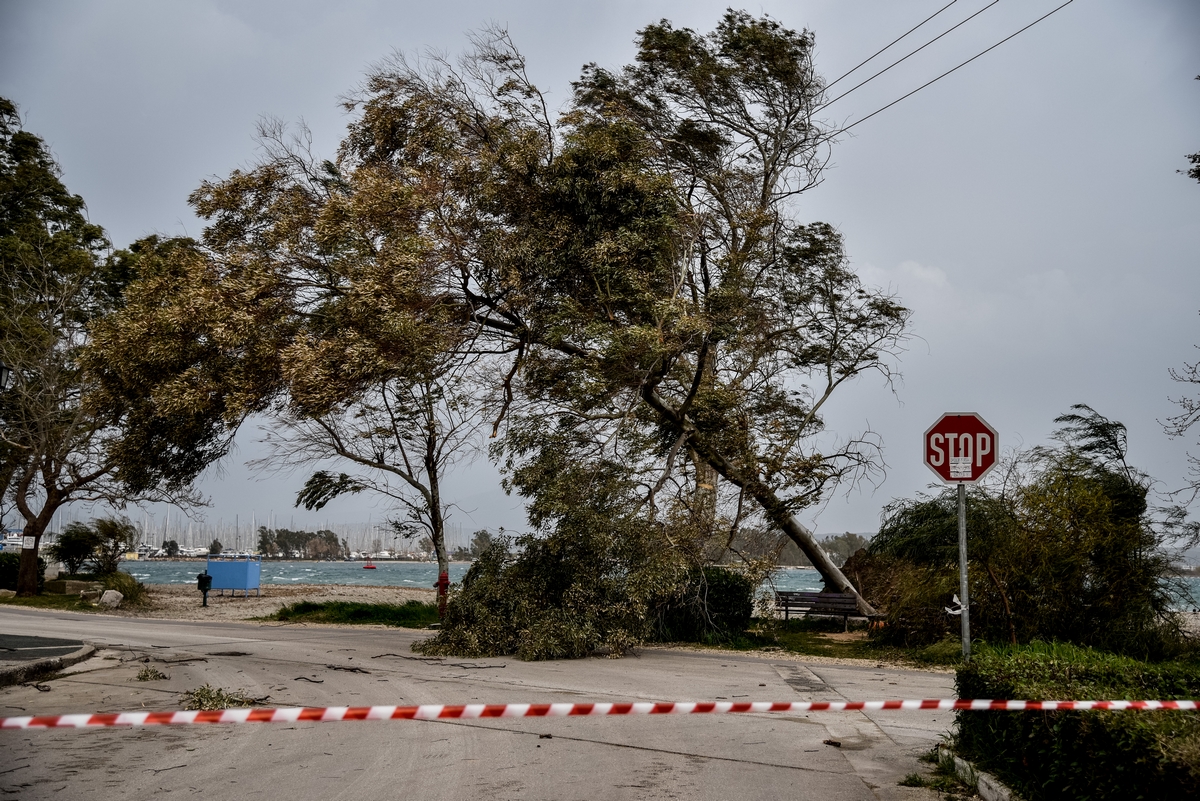 Θυελλώδεις άνεμοι «σάρωσαν» τη Θεσσαλονίκη: Πάνω από 40 πτώσεις δέντρων, έσπασε στέγαστρο, φούσκωσε ο Θερμαϊκός – Πώς θα εξελιχθεί ο καιρός