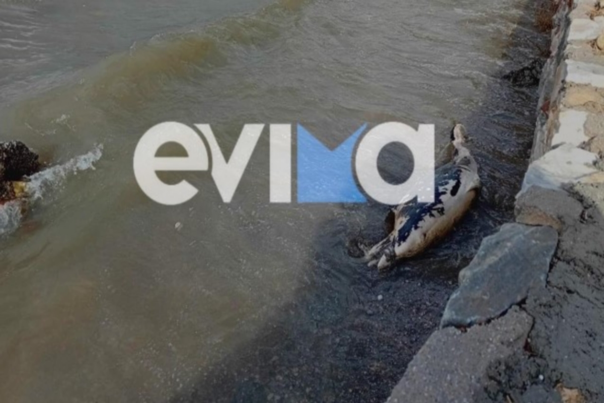 Δελφίνι «ξεβράστηκε» νεκρό σε παραλία της Εύβοιας 