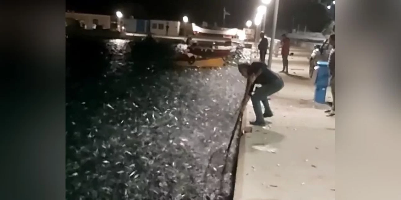Κουφονήσια: Κοπάδια από σαρδέλες εμφανίστηκαν στο λιμάνι, δεν προλάβαιναν οι ψαράδες να γεμίζουν τις απόχες τους (vid)