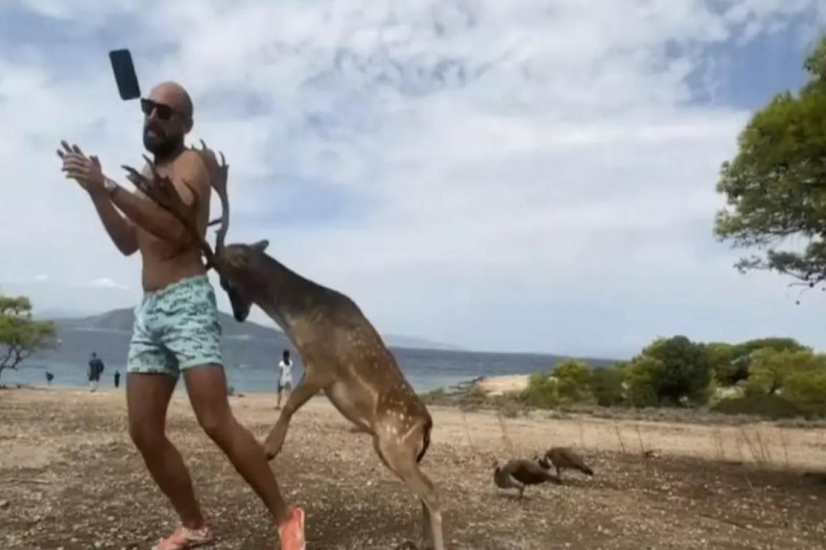 Τουρίστας στην Αίγινα πήγε να βγάλει selfie με ελάφι και κατέληξε με σπασμένα πλευρά (Vid)